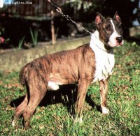 DOGUE BRASILEIRO